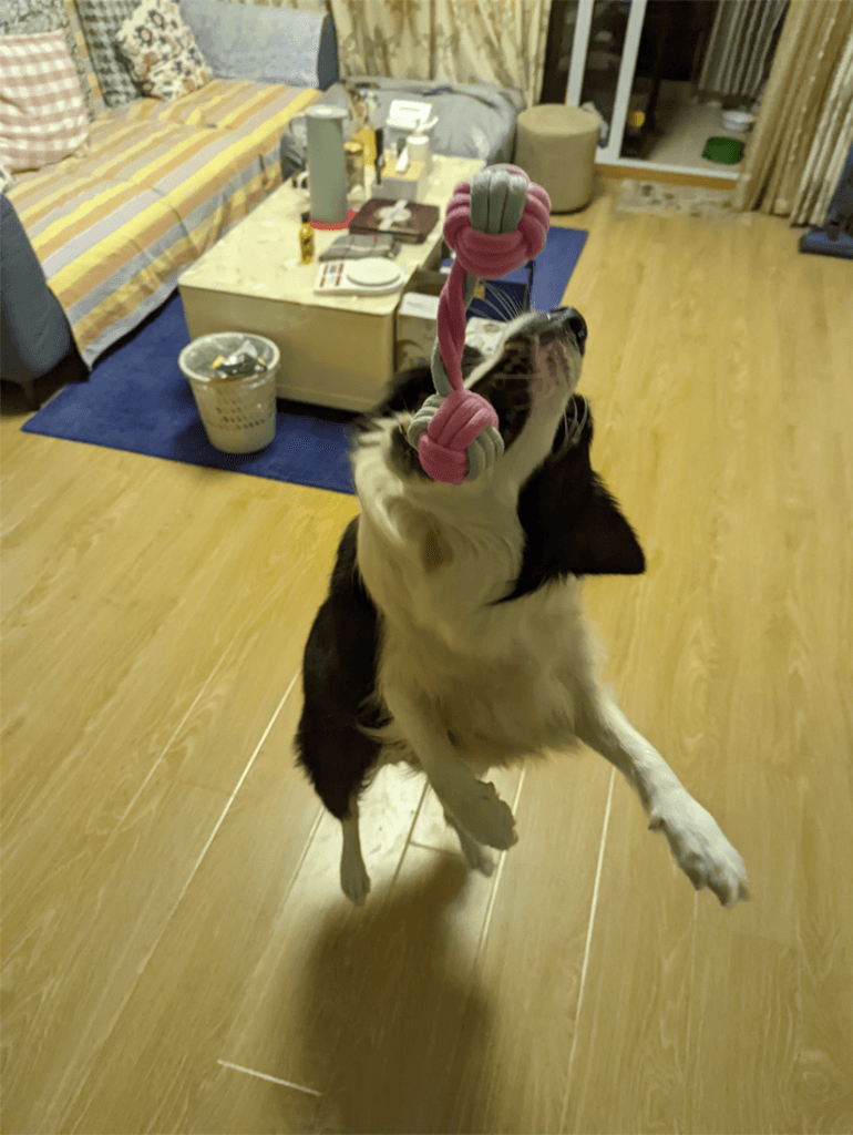 狗接玩具的瞬间